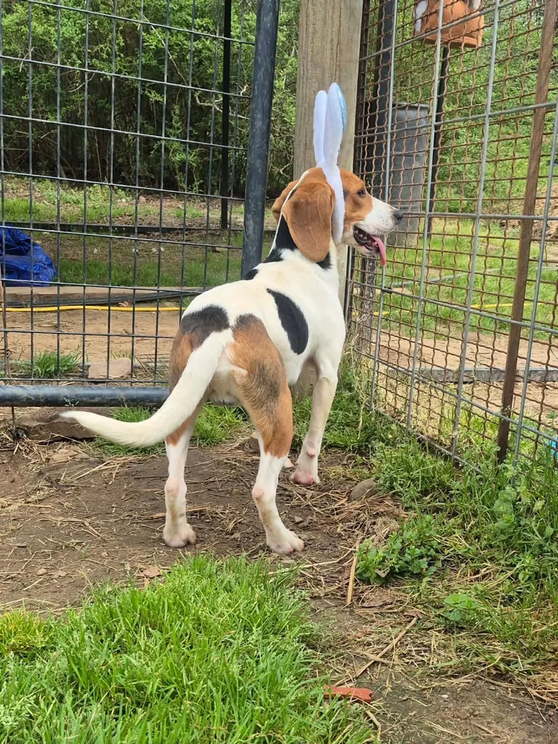 Little Joe thumbnail 5