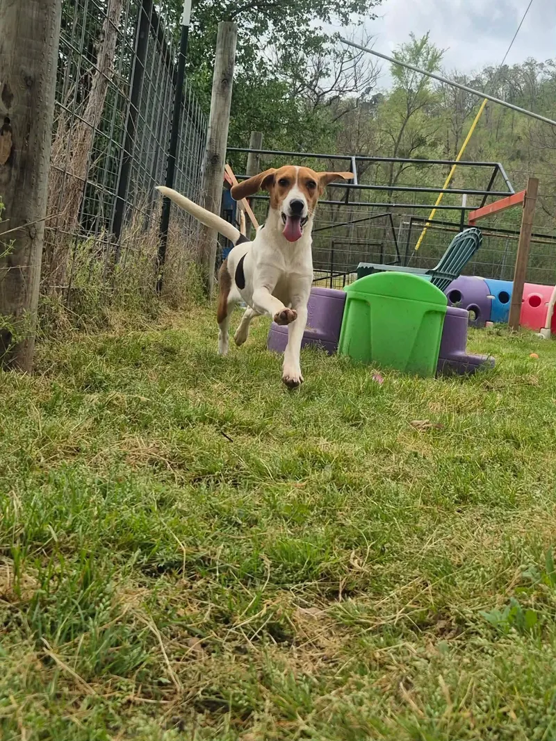 Little Joe thumbnail 6