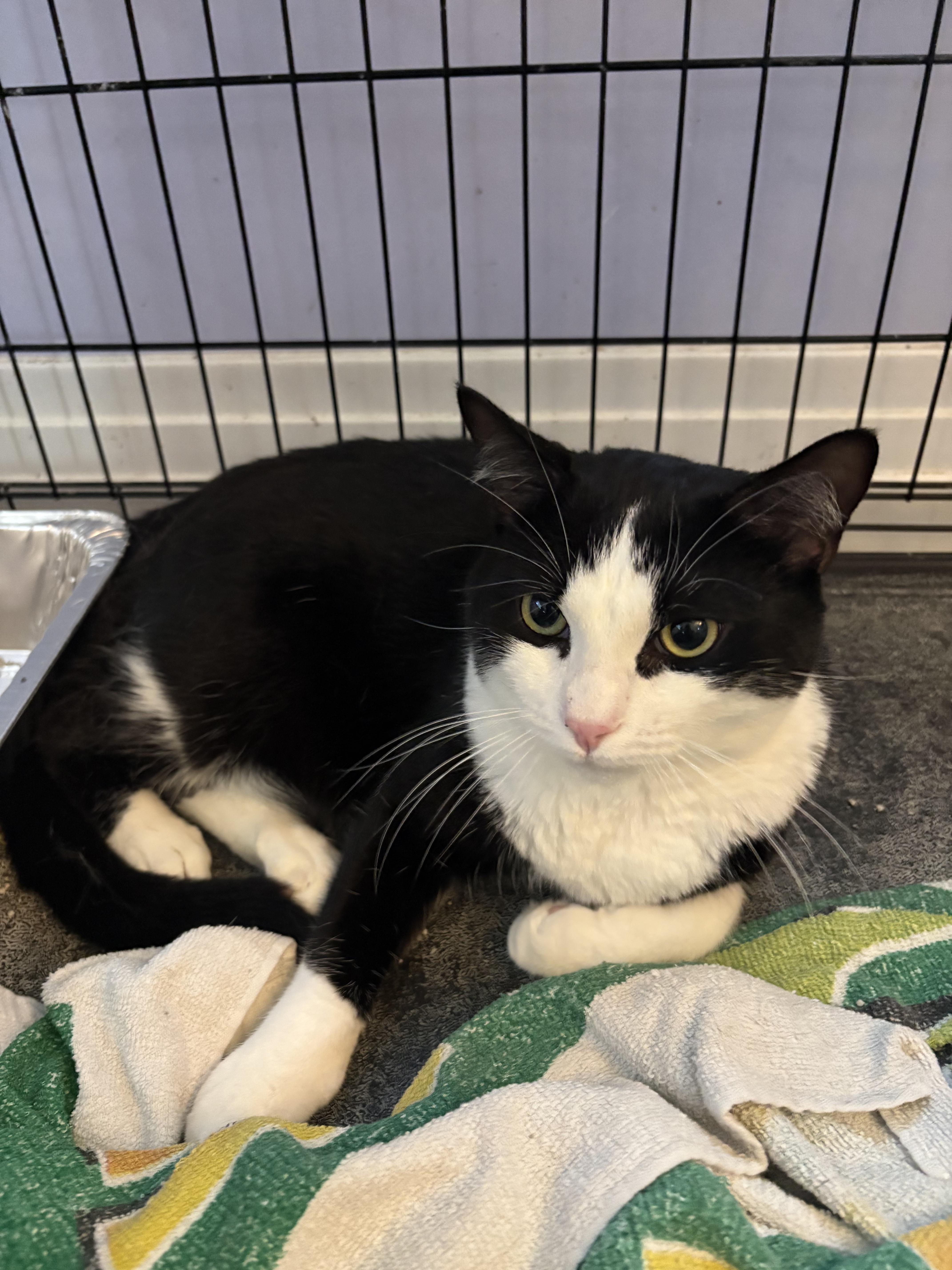 An adult medium-sized male Black & White / Tuxedo Domestic Short Hair cat named Skunk for adoption in Saint Pete Beach, FL