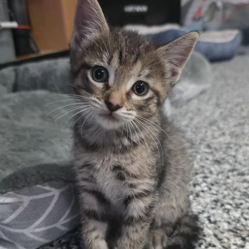 A baby small-sized female Gray / Blue / Silver Domestic Short Hair cat named Muffin for adoption in West Palm Beach, FL