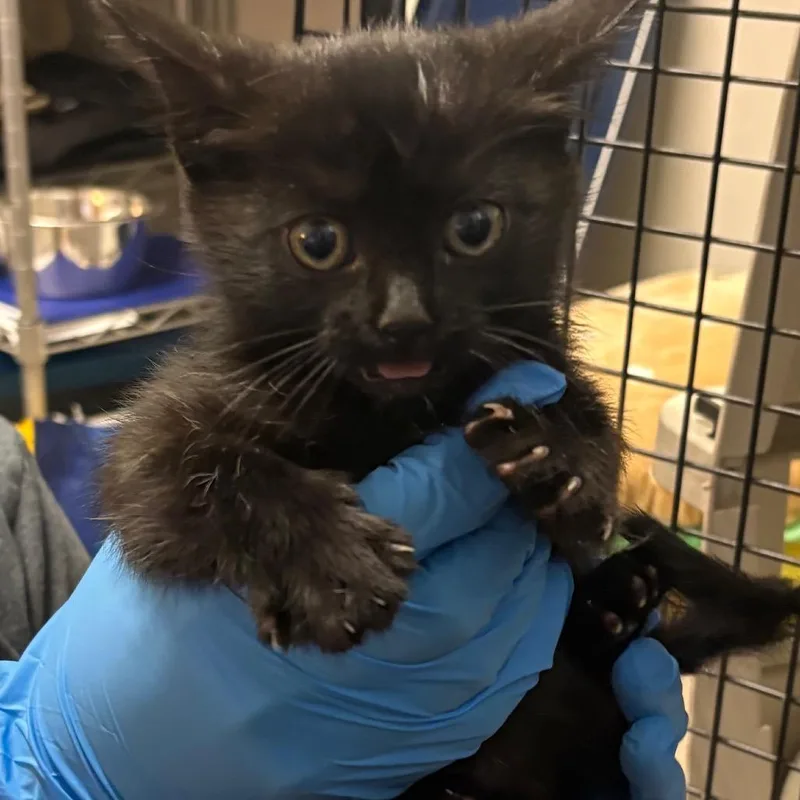 A baby small-sized female Black Domestic Short Hair cat named Goodyear for adoption in Oak Park, IL