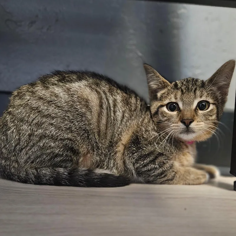 A baby small-sized female Domestic Short Hair cat named Ava for adoption in Bismarck, ND