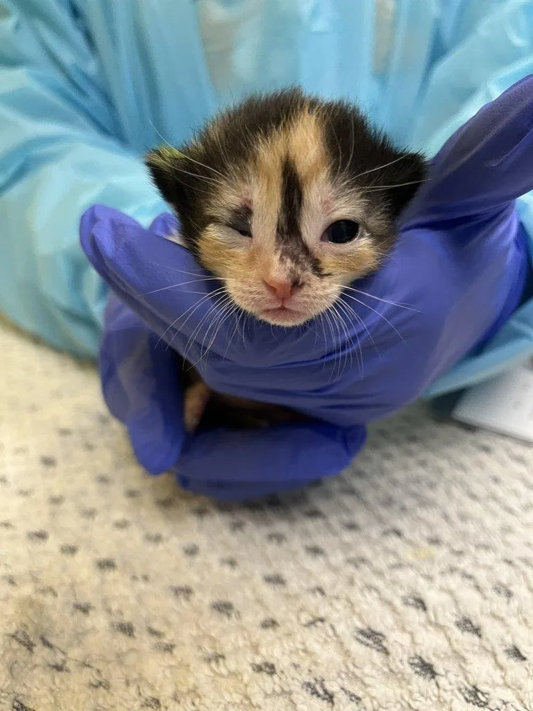 A baby small-sized female Tortoiseshell Domestic Short Hair cat named Rosalina for adoption in Raleigh, NC