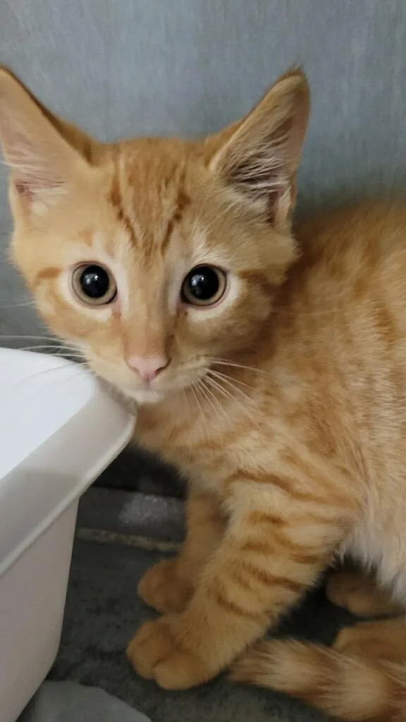 A baby large-sized male Domestic Short Hair cat named Bam Bam for adoption in Metter, GA