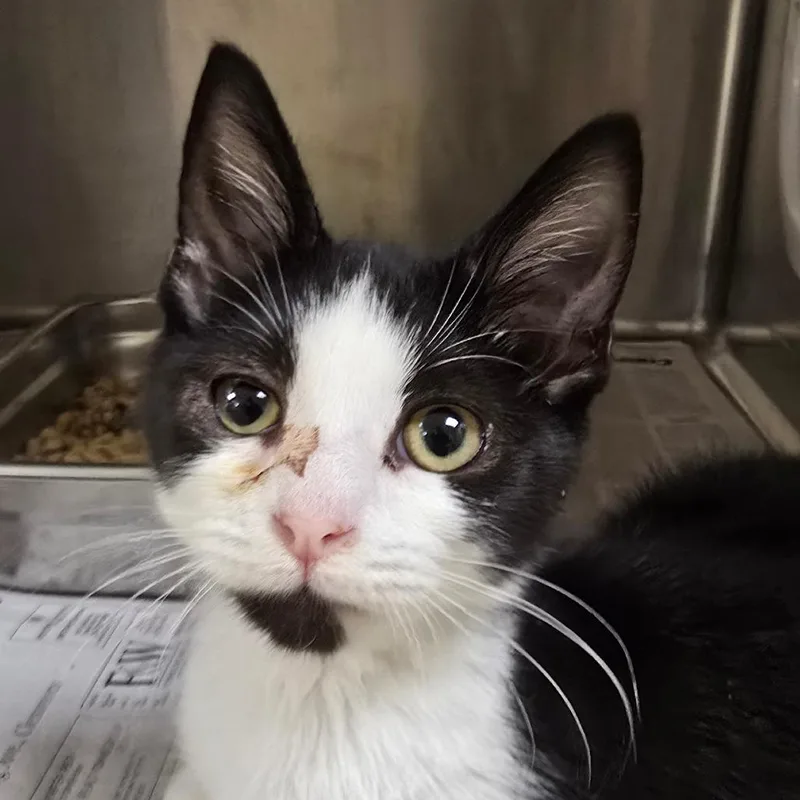 A baby small-sized female Black Domestic Short Hair cat named Canary for adoption in Winston-Salem, NC