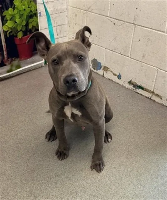 A young medium-sized male Pit Bull Terrier dog named Cole for adoption in San Bernardino, CA