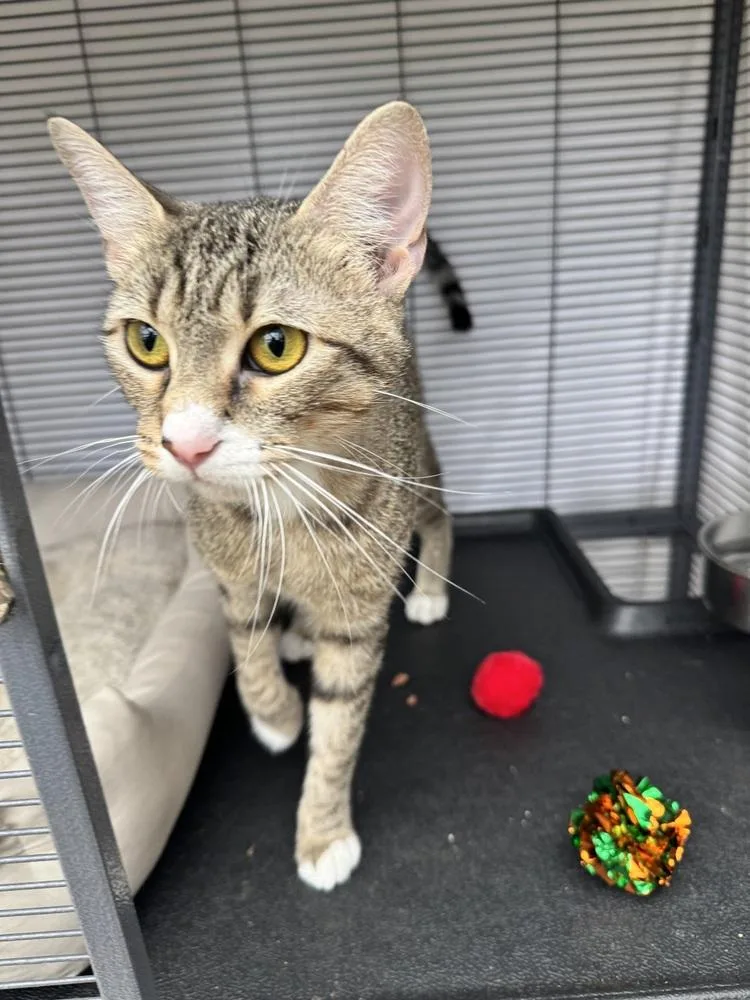 A young medium-sized female Tabby cat named Hazel Nut for adoption in Plumerville, AR