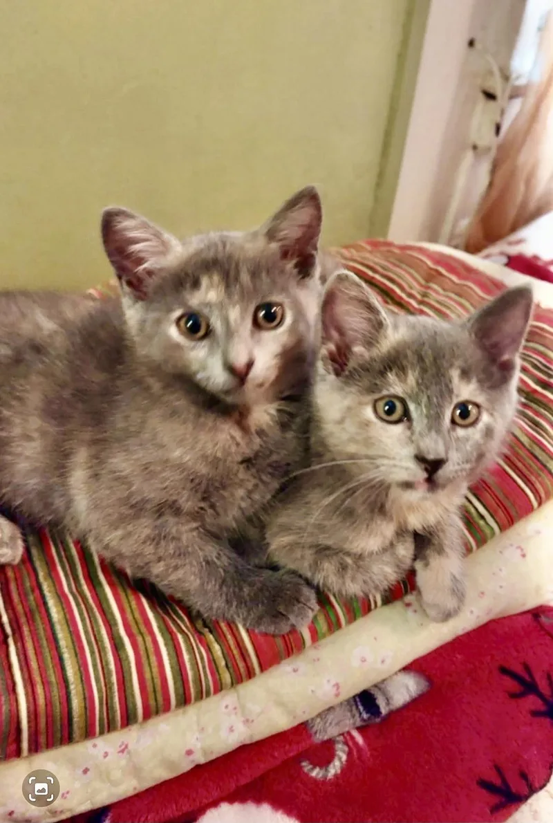 A baby medium-sized female Dilute Calico cat named Carrie And Corrine for adoption in New York, NY