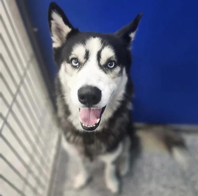 An adult large-sized male Siberian Husky dog named A for adoption in Palmetto, FL