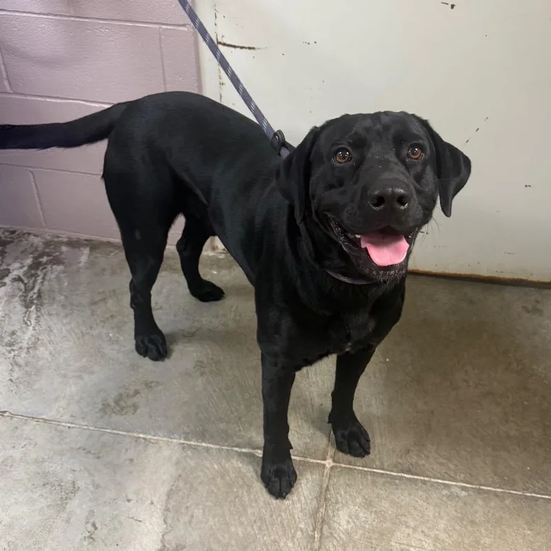 An adult large-sized male Black Labrador Retriever dog named Robin for adoption in Emporia, KS