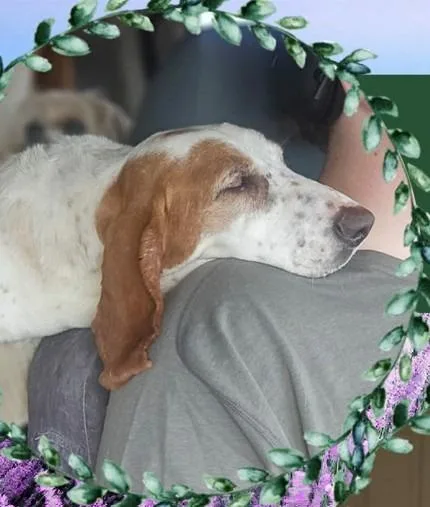 An adult large-sized female Basset Hound dog named Zoe $ for adoption in Milwaukee, WI