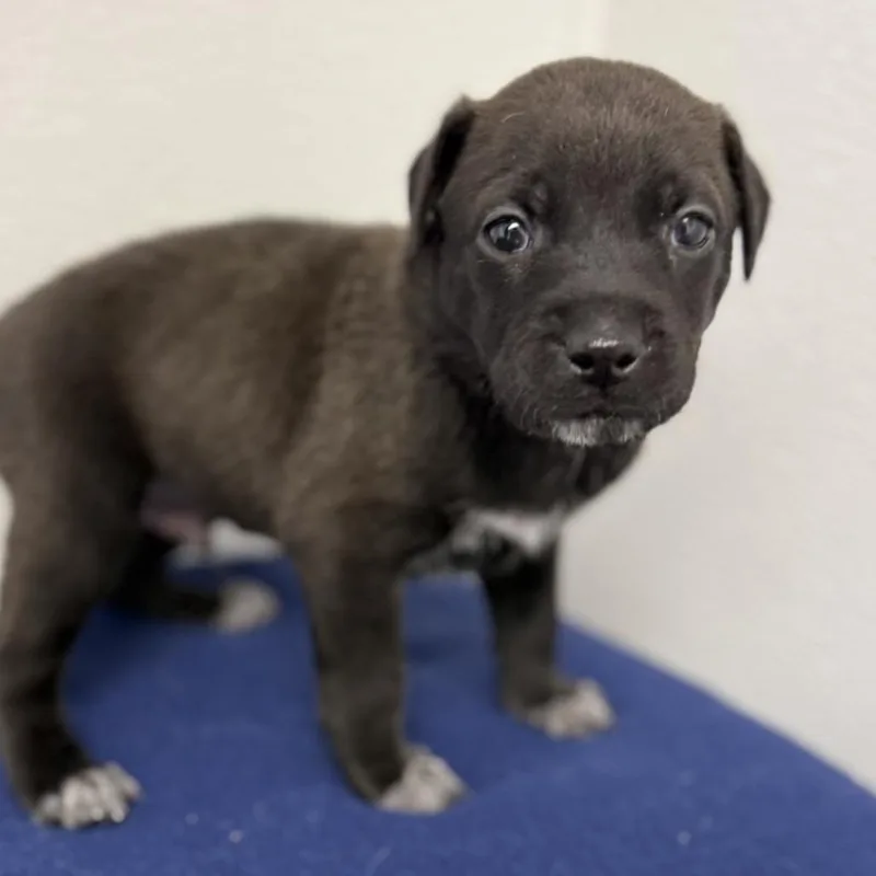 A baby medium-sized male Black English Setter dog named Archer for adoption in St. Peters, MO