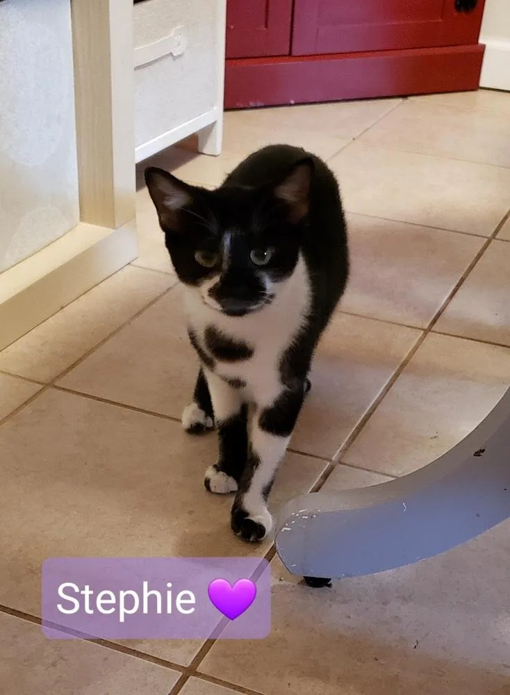 A young medium-sized female Black & White / Tuxedo Domestic Short Hair cat named Stephie for adoption in Willingboro, NJ