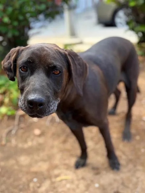 An adult medium-sized female Labrador Retriever dog named Kacey for adoption in Agoura, CA