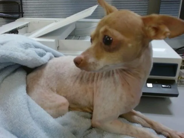 An adult small-sized female Chihuahua dog named Tortilla for adoption in Miami, FL