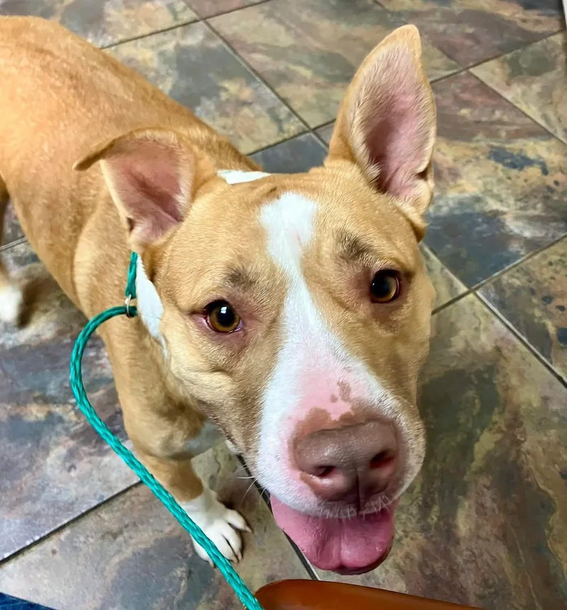 Sugar Pop thumbnail 2