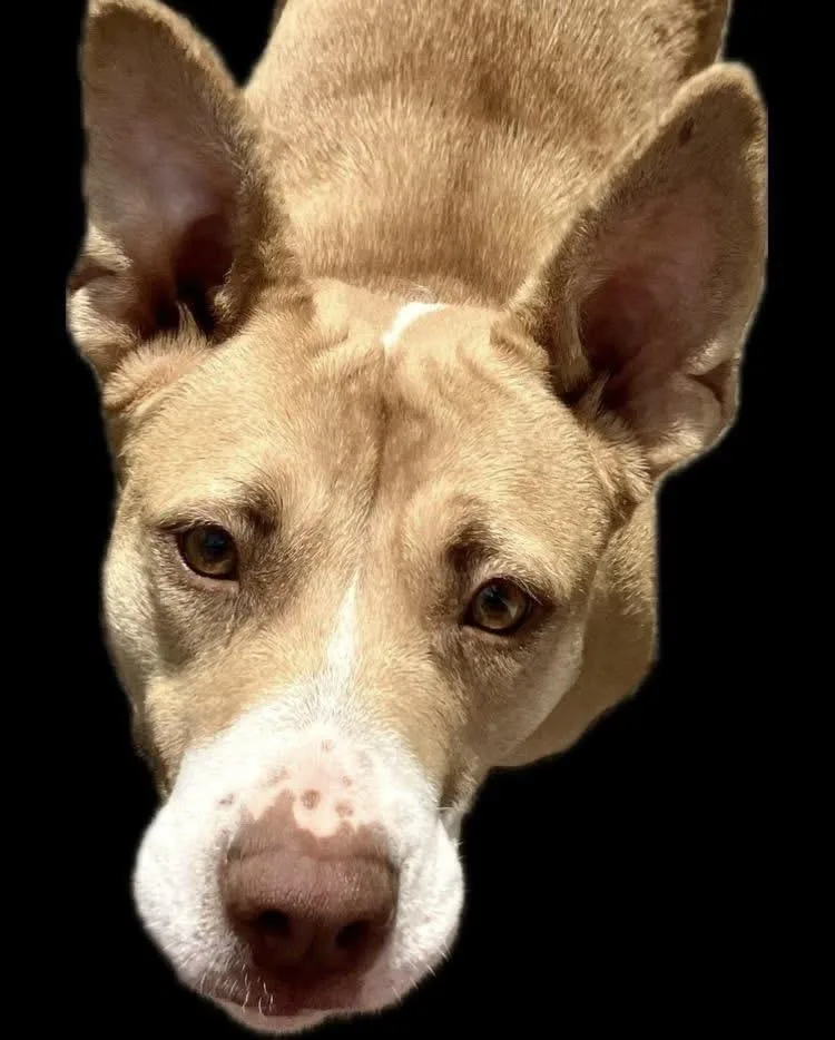 Sugar Pop thumbnail 3