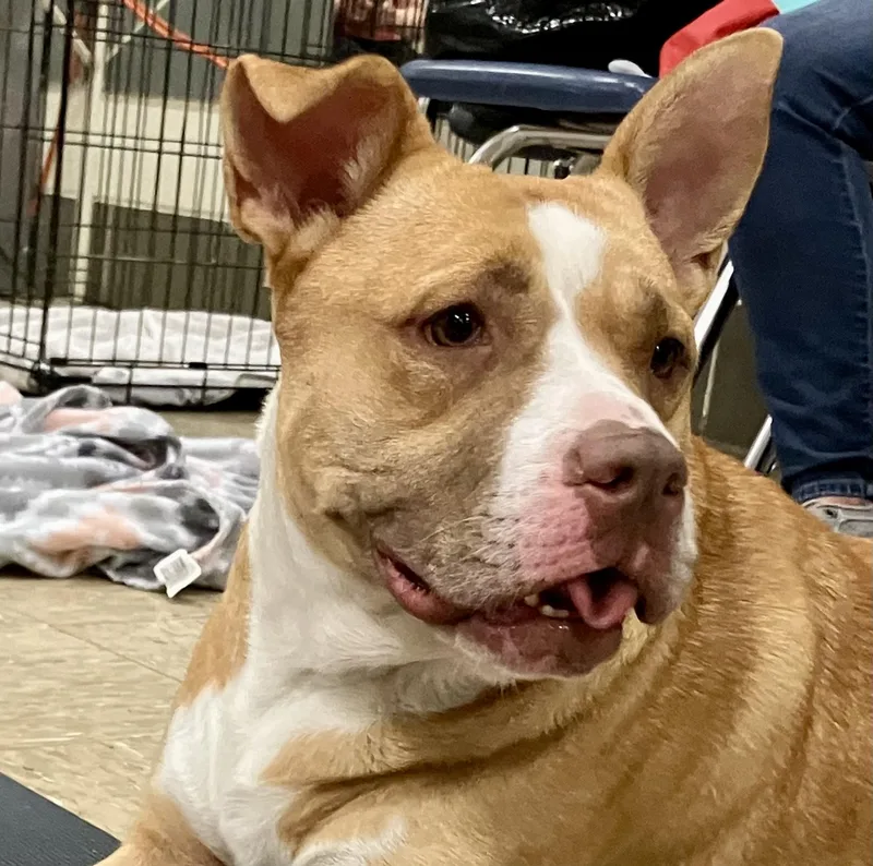 Sugar Pop thumbnail 4