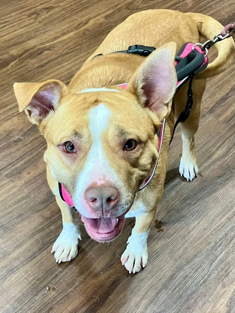 Sugar Pop thumbnail 5