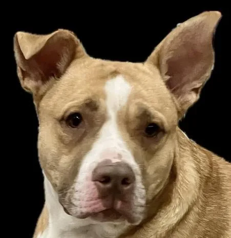 An adult medium-sized female Yellow / Tan / Blond / Fawn German Shepherd Dog dog named Sugar Pop for adoption in Shreveport, LA