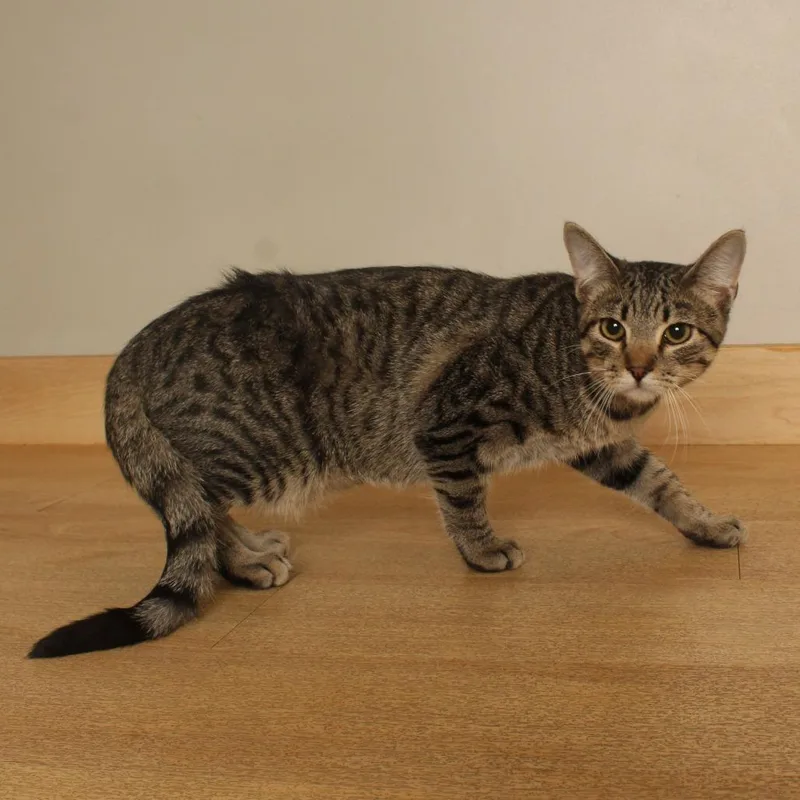 A baby medium-sized male Brown / Chocolate Domestic Short Hair cat named Sneezy C for adoption in Minnetonka, MN