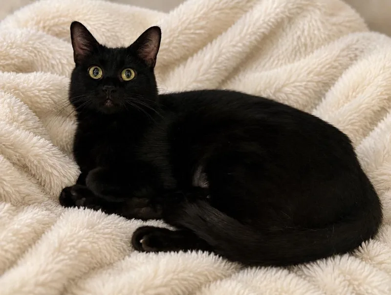 A young large-sized female Domestic Short Hair cat named Veronica for adoption in Columbia, TN