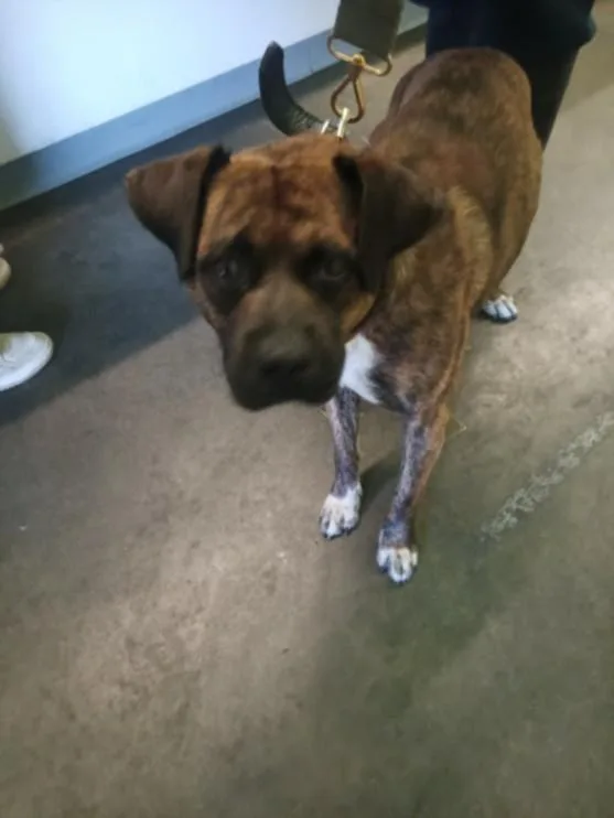 A young large-sized male Boxer dog named Ocean for adoption in Los Angeles, CA