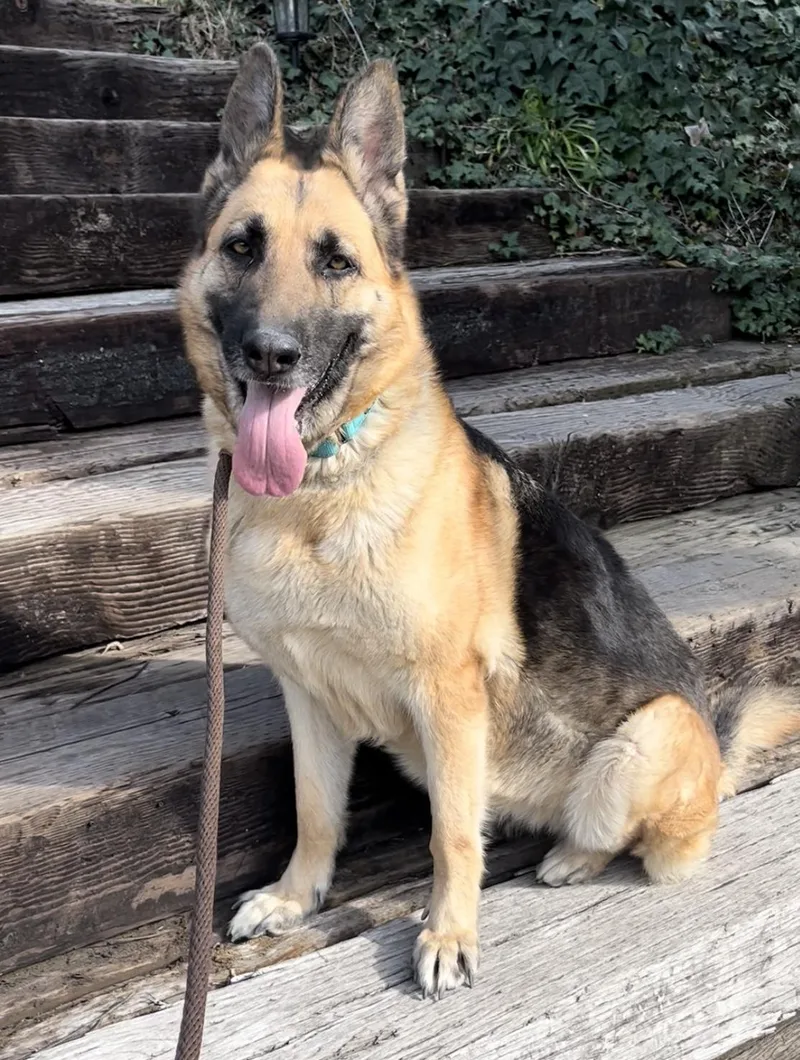 A senior large-sized female German Shepherd Dog dog named Bella for adoption in Los Angeles, CA