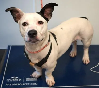 An adult small-sized female Basset Hound dog named Isis for adoption in Bowling Green, KY
