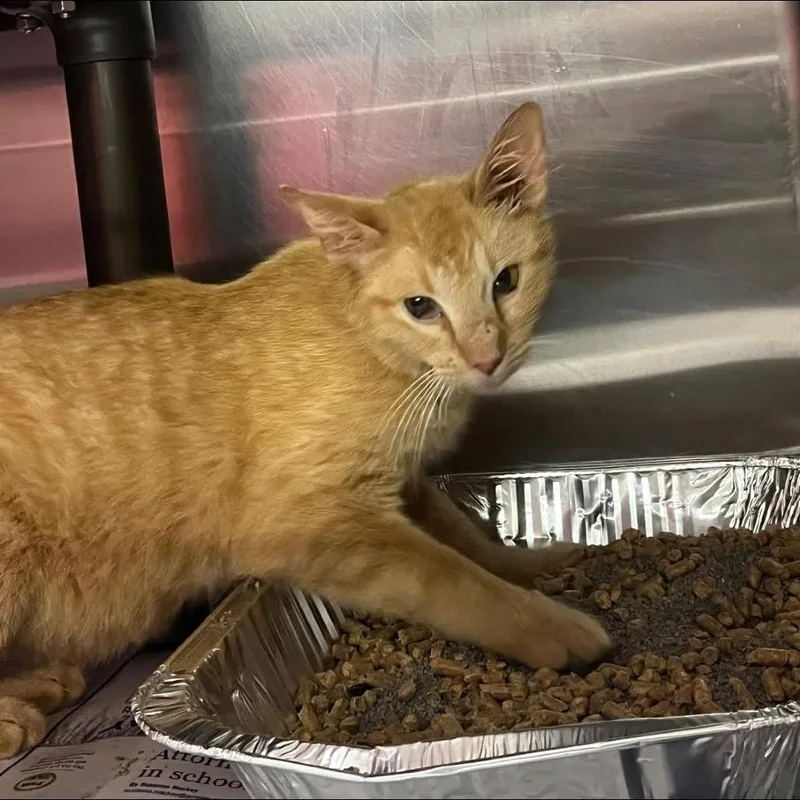 An adult medium-sized female Orange / Red Domestic Short Hair cat named Pickles for adoption in Pauls Valley, OK