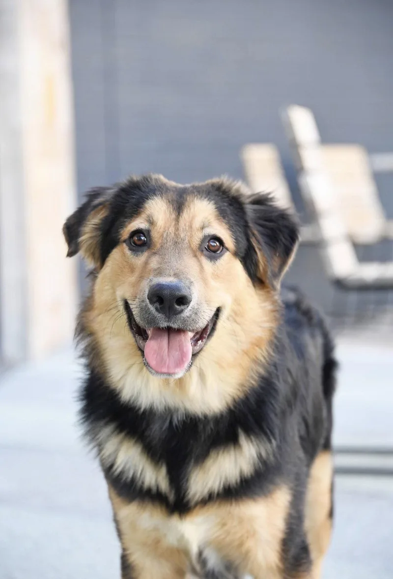 An adult medium-sized male Australian Shepherd dog named Zuess for adoption in Salt Lake City, UT
