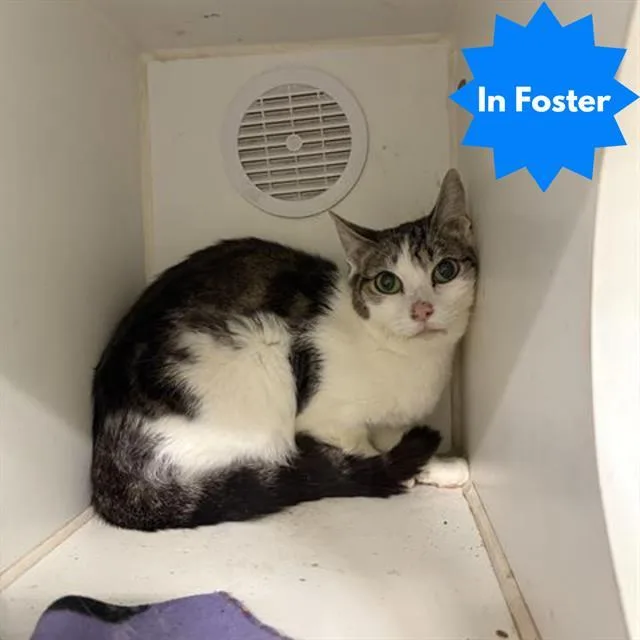A young medium-sized female Domestic Short Hair cat named Angel for adoption in Indianapolis, IN