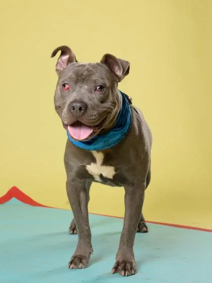 A young medium-sized male Pit Bull Terrier dog named Harwell for adoption in Atlanta, GA