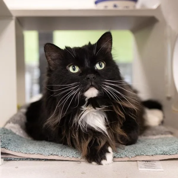 An adult medium-sized male Domestic Long Hair cat named Meeko for adoption in Des Moines, IA
