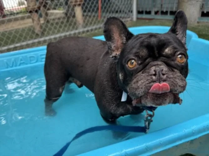 An adult medium-sized male French Bulldog dog named Bruiser for adoption in Chatsworth, CA