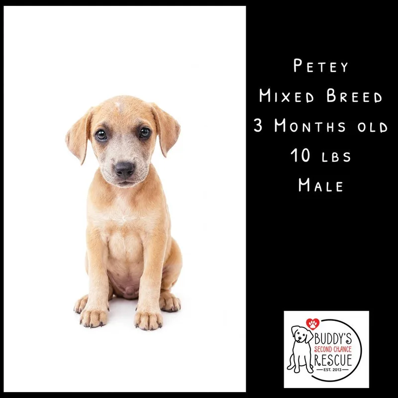 Petey thumbnail 4