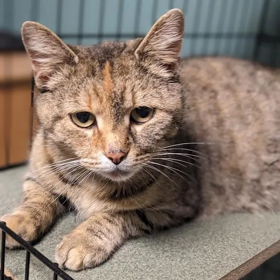 An adult medium-sized female Dilute Tortoiseshell Tabby cat named Kalliope for adoption in Shippenville, PA