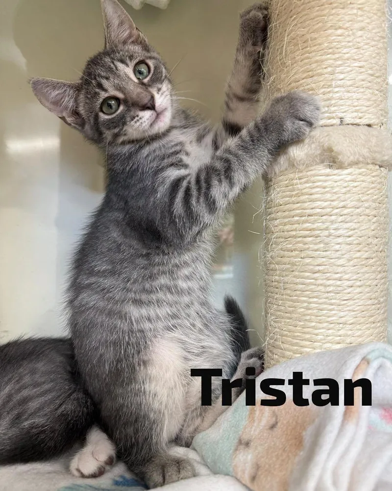 A young medium-sized male Domestic Short Hair cat named Tristan for adoption in Spring Lake, NJ