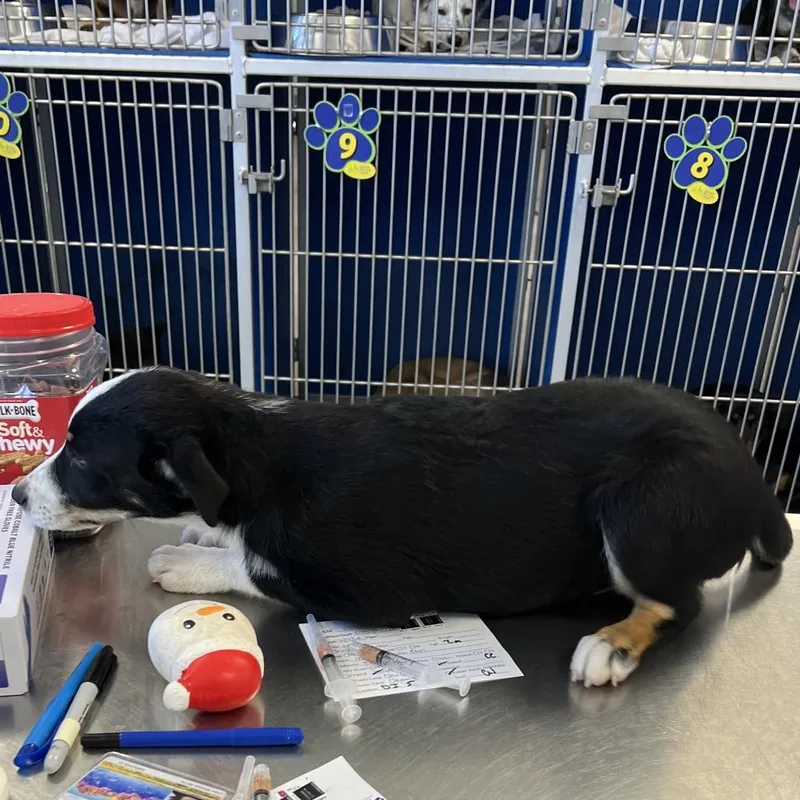 A baby medium-sized female Black Mixed Breed dog named 112354 for adoption in Las Cruces, NM