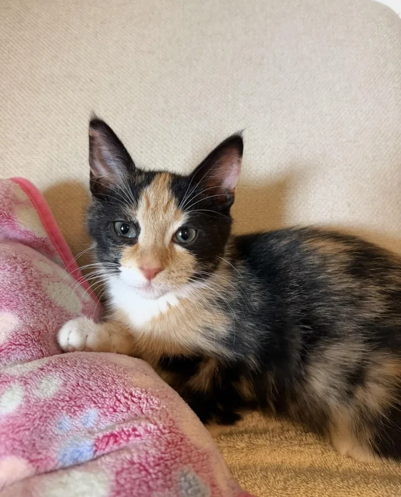 A baby medium-sized female Calico Domestic Medium Hair cat named Siren for adoption in Brierfield, AL