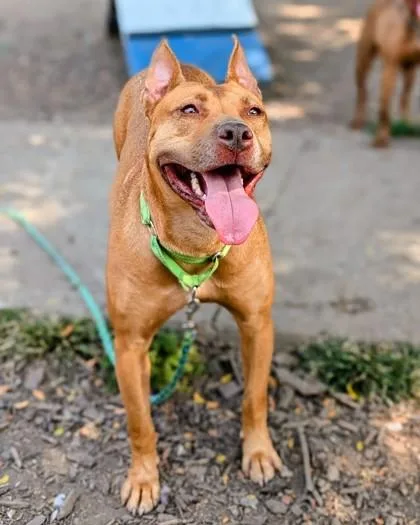 An adult large-sized female Mixed Breed dog named Rosie for adoption in Cincinnati, OH