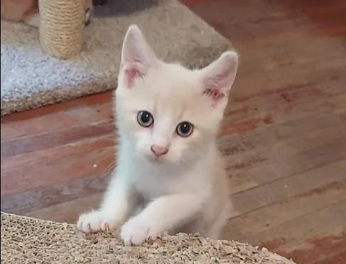 A baby small-sized male Domestic Short Hair cat named Mochi for adoption in Charlotte, NC