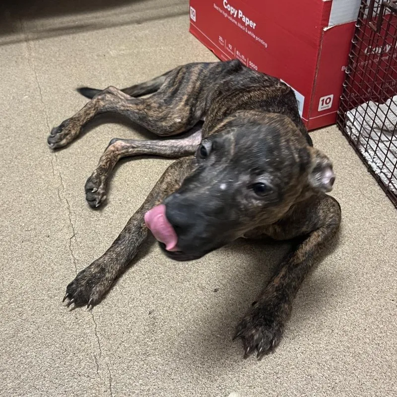 A young small-sized female Brindle Mixed Breed dog named Hazel for adoption in Chattanooga, TN