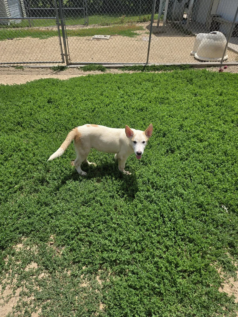 A young large-sized male Husky dog named Big Boy for adoption in Maquoketa, IA