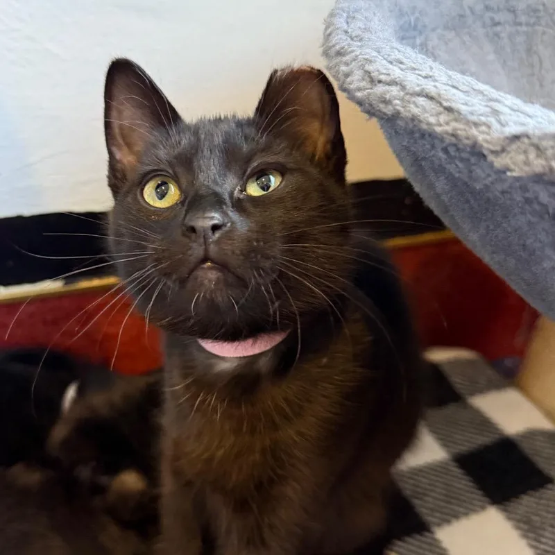 A baby small-sized female Black Domestic Short Hair cat named Annabel Lee for adoption in Los Angeles, CA