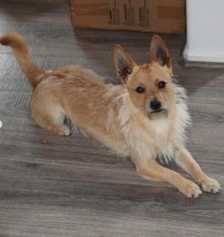 An adult small-sized male Terrier dog named Jack for adoption in TEMECULA, CA