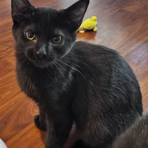 A baby small-sized female Domestic Short Hair cat named Annie for adoption in Canal Winchester, OH
