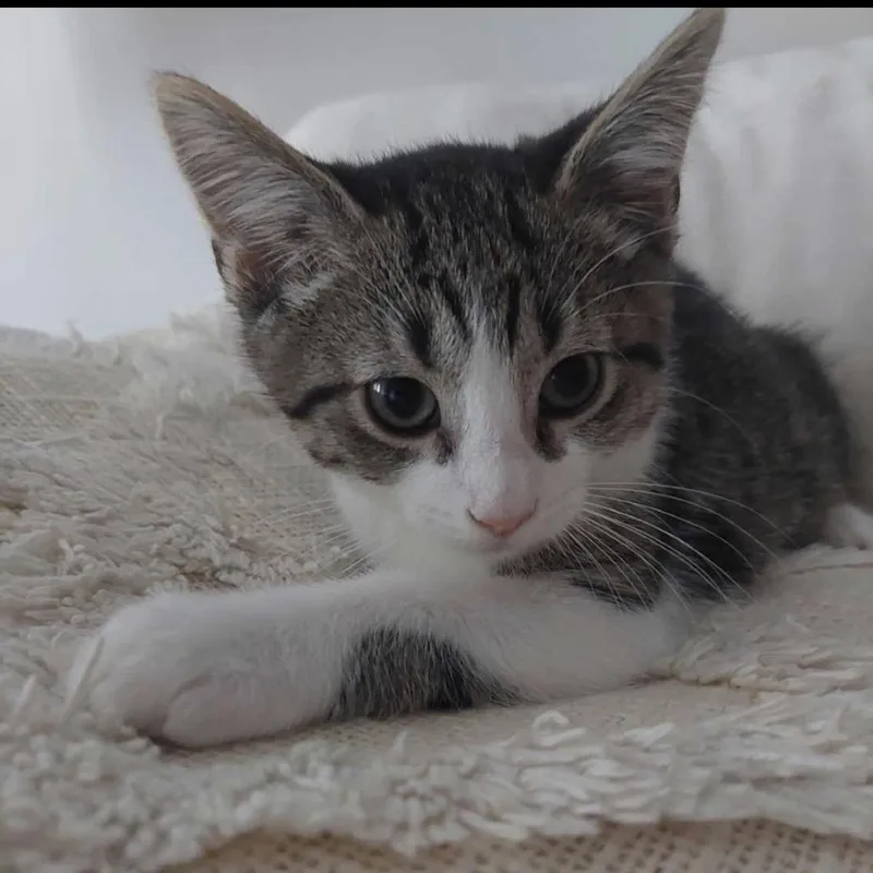 A baby small-sized male Brown / Chocolate Domestic Short Hair cat named Reef for adoption in Huntsville, AL