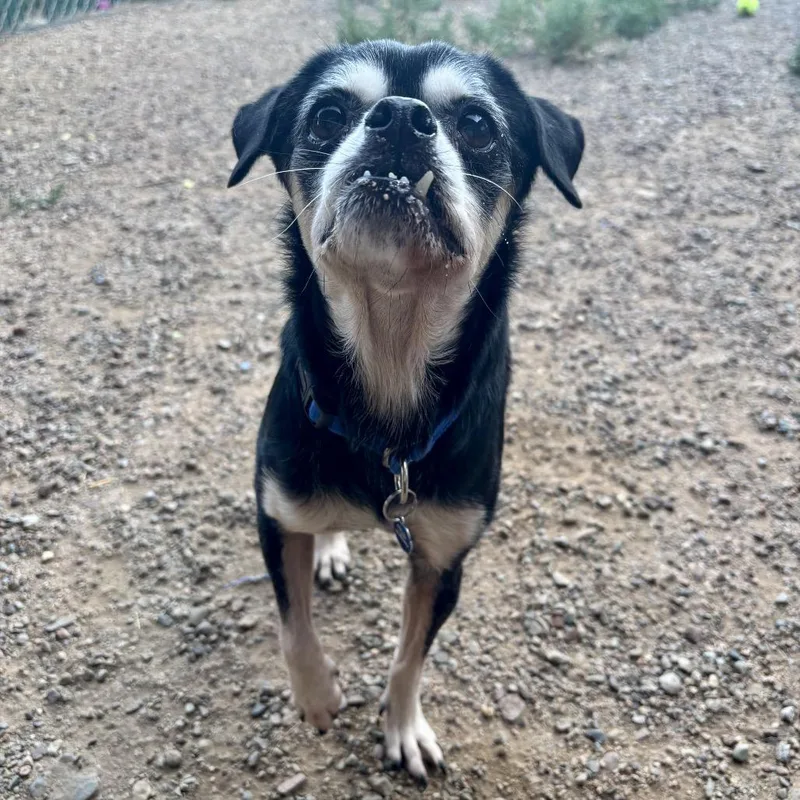 A senior small-sized male Mixed Breed dog named Finn for adoption in Glenwood Springs, CO