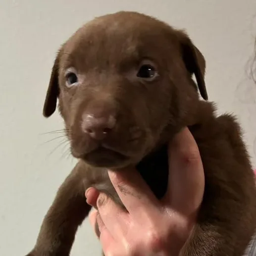 A baby medium-sized female Brown / Chocolate Chocolate Labrador Retriever dog named Megan Maroney for adoption in Houston, TX